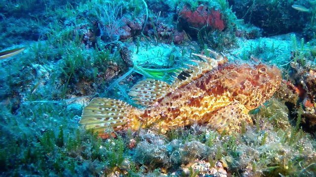 Scuba diving in Mallorca - Diving in the Mediterranean Sea - Scorpion fish