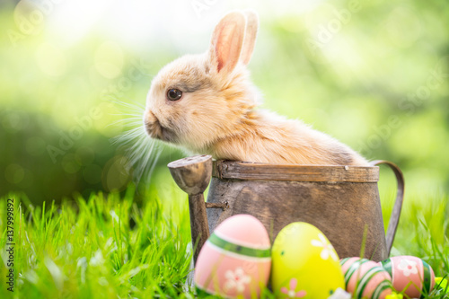 "Kaninchen Baby Osterhase Karte Frühling Natur ...