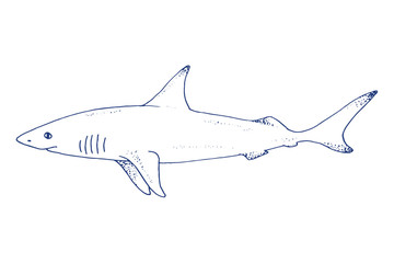 Vector shark hand drawn illustration with wild sea animal. Sea life sketch with predator dangerous fish. Coloring book illustration