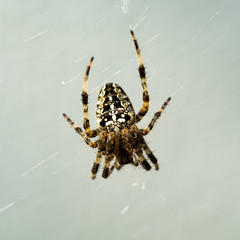Kreuzspinne