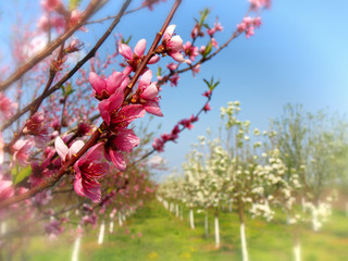 Pink Plum blossom