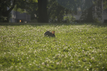Rabbit on the field