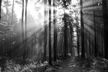 sun beams in a fogy forest