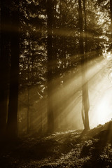 sun beams in a morning fogy forest