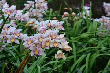  beautiful white cymbidium flower orchid  in garden