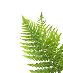 fern