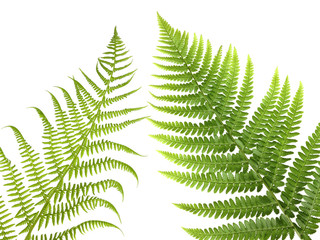 fern