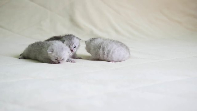 3 newborn scottish kittens are learning to crawl
