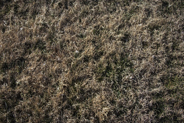 Brown Grass texture