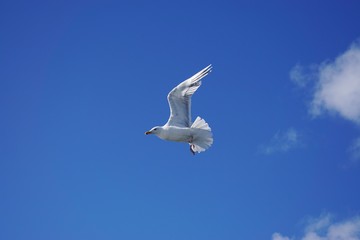 A seagull bird in flight in Norway