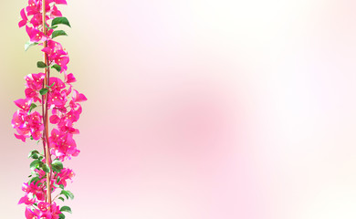 Fototapeta na wymiar Fiori rosa bouganville o pianta rampicante