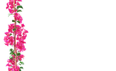 Pianta con fiori rosa in vaso e rampicante 