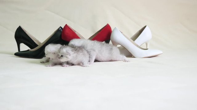 Cute newborn kittens crawling near shoes