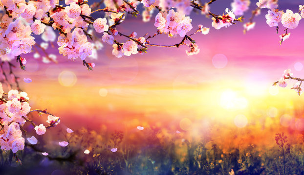 Spring Art  Background - Pink Blossom At Sunset
