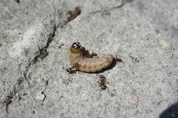 caterpillar attack