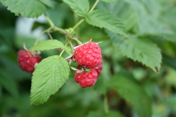 raspberry