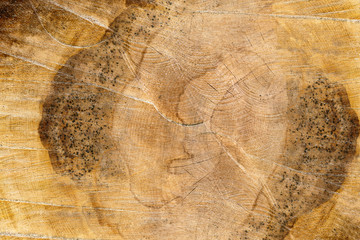 texture of cut tree widely used as a background
