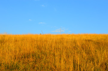 Natural field landscape with grass