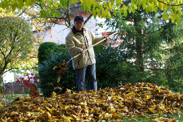 Man burrowing autumnal fallen leaves, rake in his hands