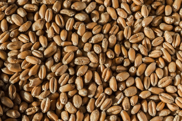Wheat grain texture close up.