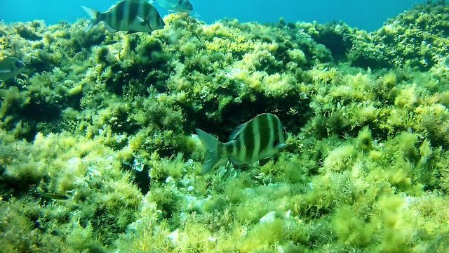 Diving in Mallorca Spain  - Imperial bream