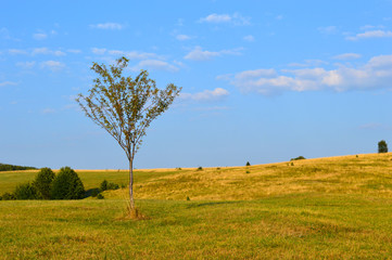Fototapeta na wymiar Natural field landscape with grass