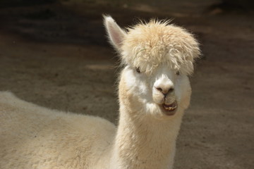 Alpaca Chewing His Cud