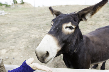Obraz na płótnie Canvas Girl in donkey farm