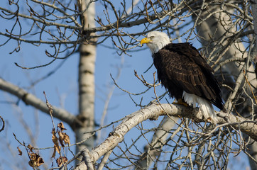 Bald Eagle Perched High in the Winter Tree