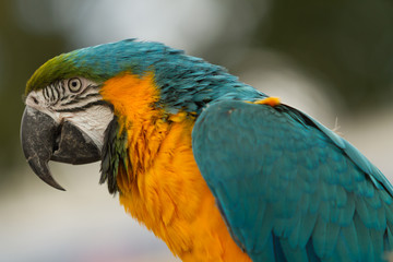 blue and yellow macaw portrait