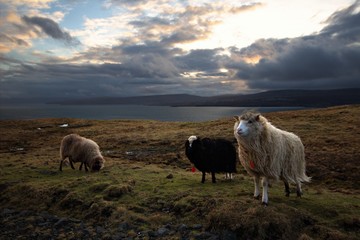 Wildlife in the Faroe Islands 