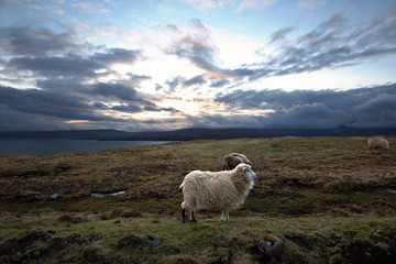 Wildlife in the Faroe Islands 