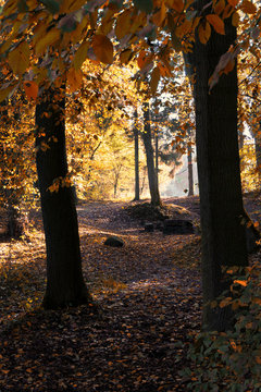 Herbstwald