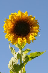 Sunflower with Insects