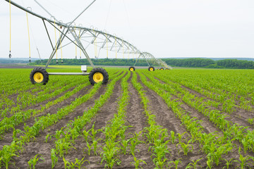 Green corn with irrigation system growing in the field