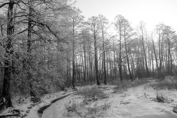 Winter landscape - a park covered with a hard rime with a stream running through