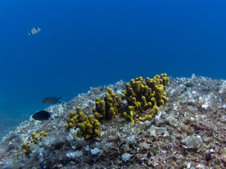 Fototapeta na wymiar Beautiful yellow coral chimneys in croatian sea