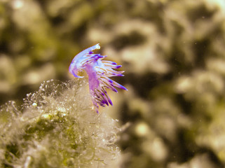 Under water shot of beautiful and very rare colorful sea slug Elysia crispata