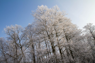 Trees covered with hard rime on a sunny winter day