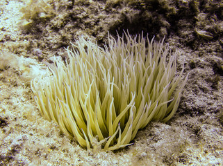 Fototapeta na wymiar Under water shot of beautiful sea anemone