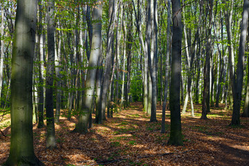 Obraz premium in the woods