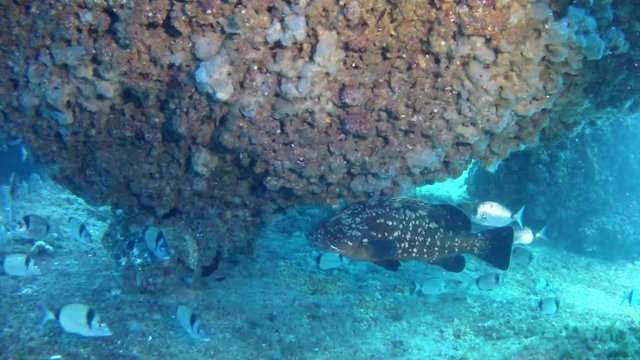 Marine life  diving in Mallorca Spain  - Grouper fish