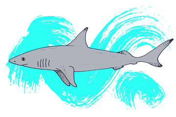 Vector shark hand drawn illustration with wild sea animal. Sea life sketch with predator dangerous fish and watercolor paint splash