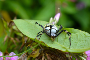 Natural spider insect detail