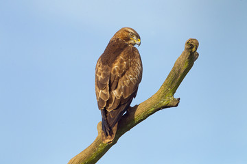 Buzzard Buteo buteo perched on dead oak branch against a blue-sky