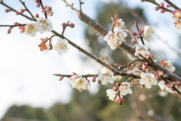 white flower of chinese plum,brown color of tree