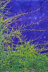 背景素材・ツタ