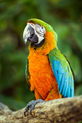 Parrot © DANIEL