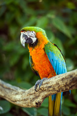 Parrot