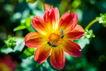 Bee collects nectar at beautiful flower dahlias. Abstract background. Space in background for copy, text, your words. 
